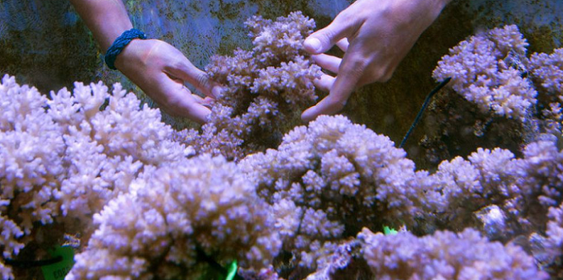 coral reefs cognitive flexibility