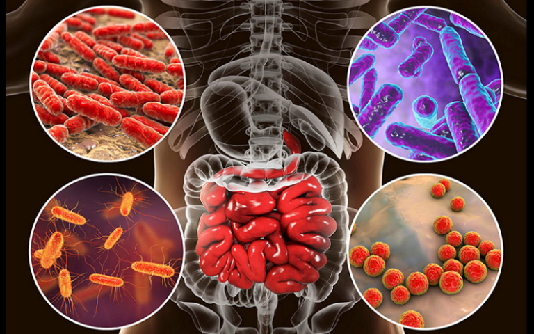 enterogastrones gastrointestinal brain