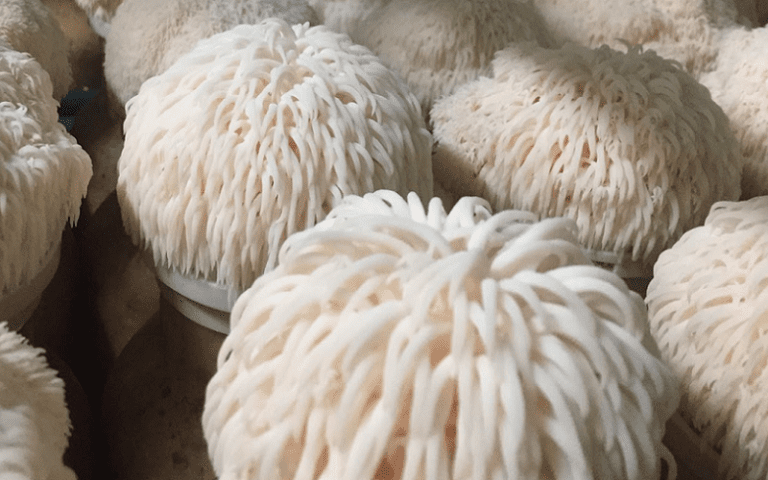 improving concentration lions mane mushroom