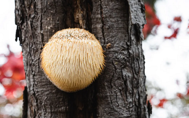 lions mane mushroom brain cell regeneration