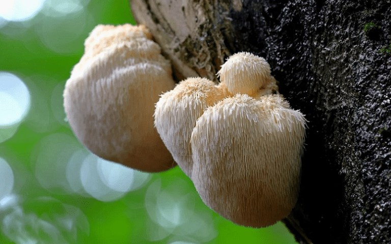 lions mane mushroom elevates mood mental health