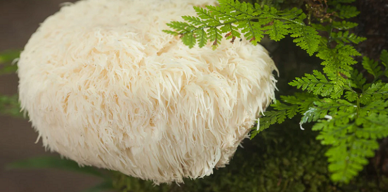 lions mane neuron science