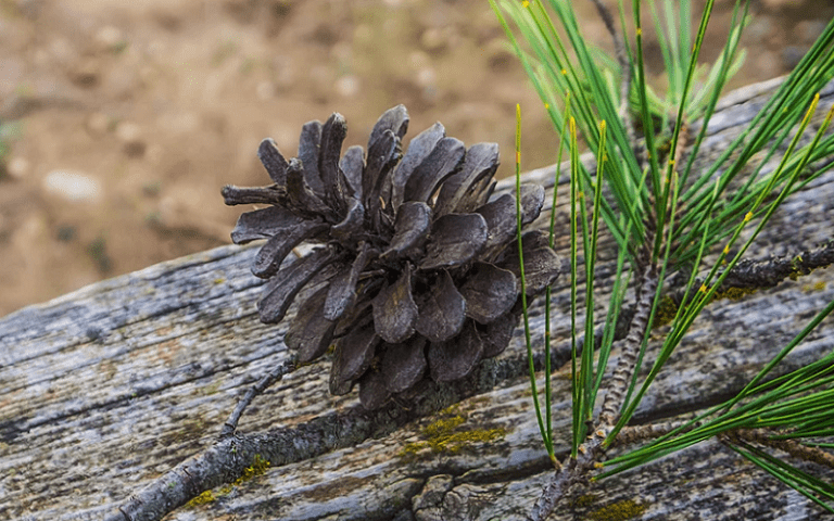 maritime pine bark extract mpbe brain