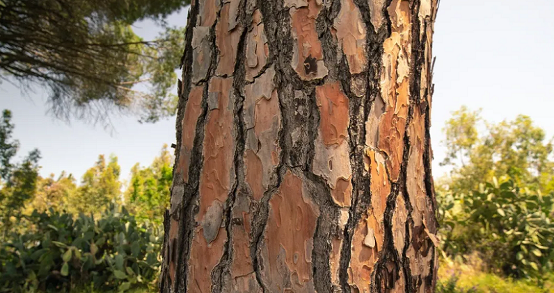 maritime pine bark focus
