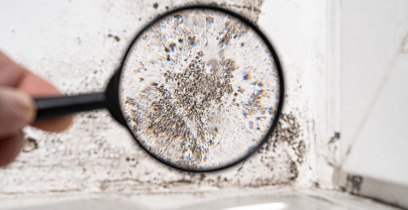 mold exposure health impacts