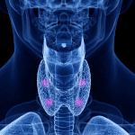 parathyroid pth calcium cognitive