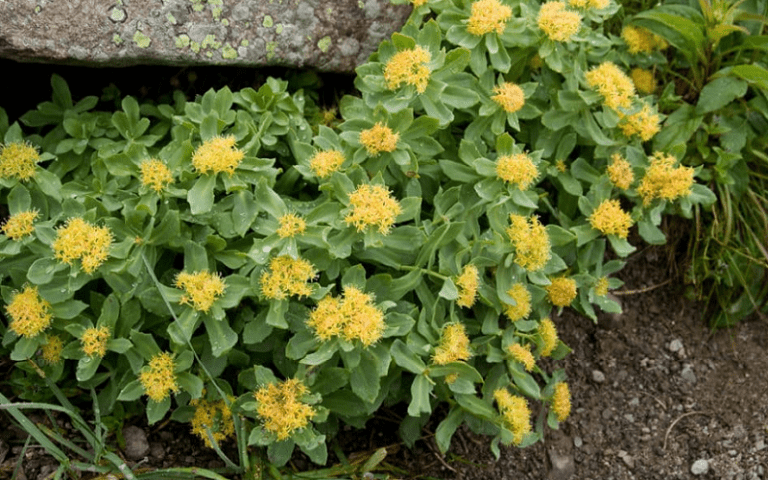 rhodiola rosea mood emotional well-being