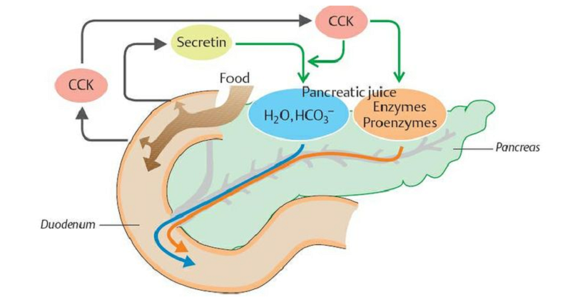 secretin role in digestion