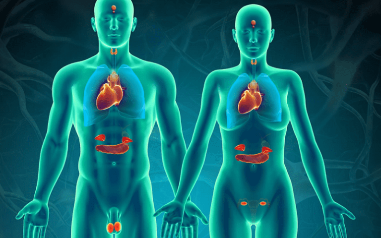 sex hormones role brain aging