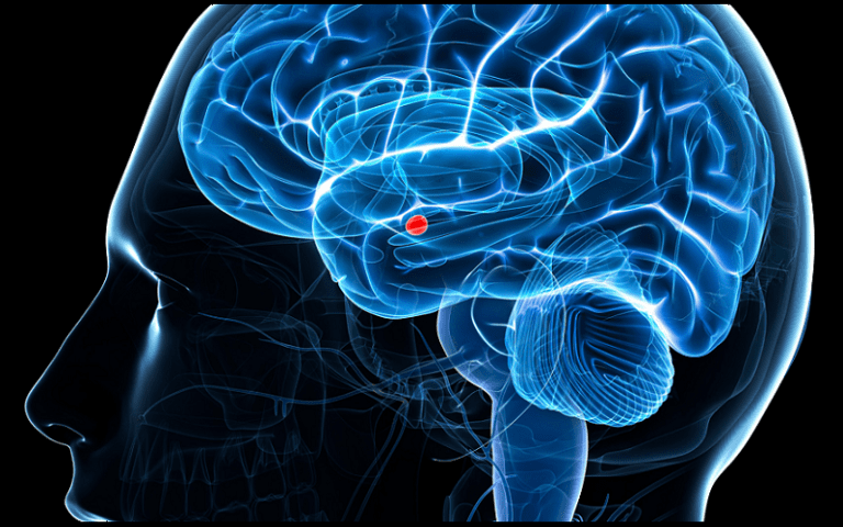 The Role of the Amygdala in Fear and Emotional Processing - Very Big Brain