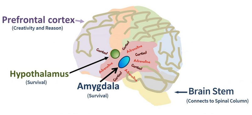 amygdala fear response