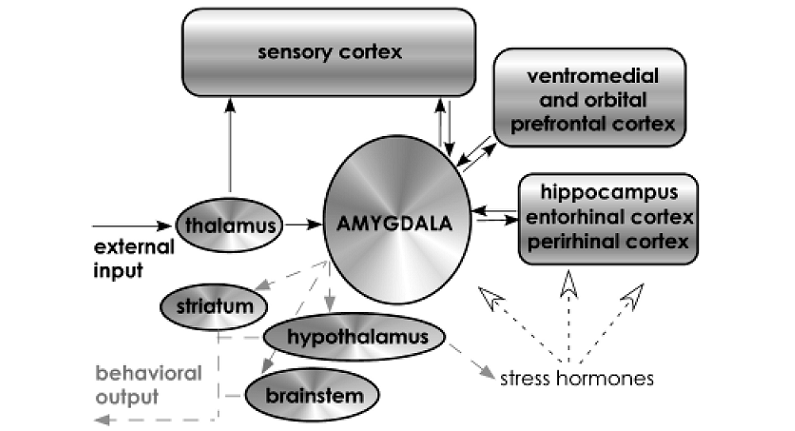 amygdala health disease