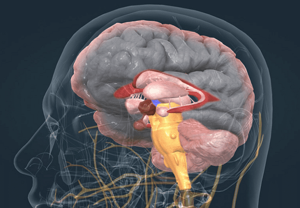brain ventricular system cerebrospinal fluid