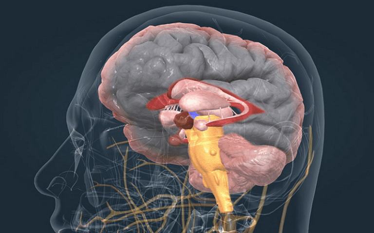 brain ventricular system cerebrospinal fluid