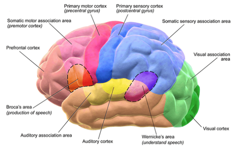 brocas wernickes areas interconnected roles