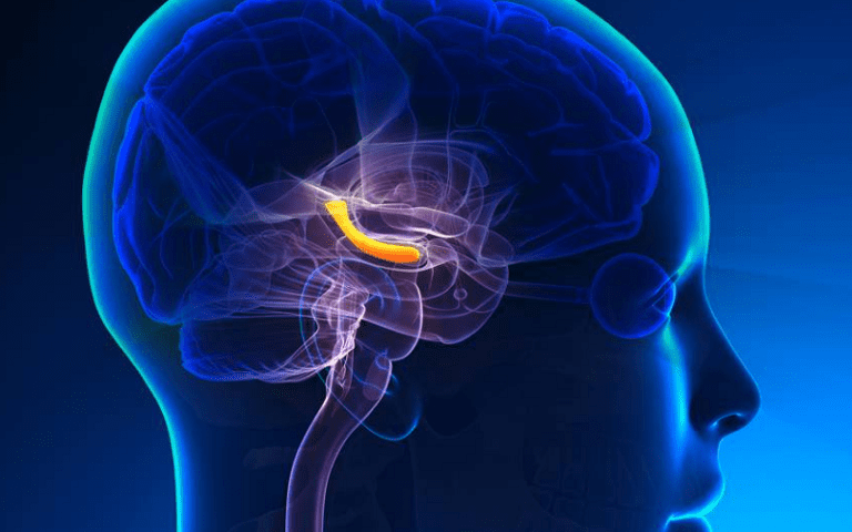 cornu ammonis hippocampus regions