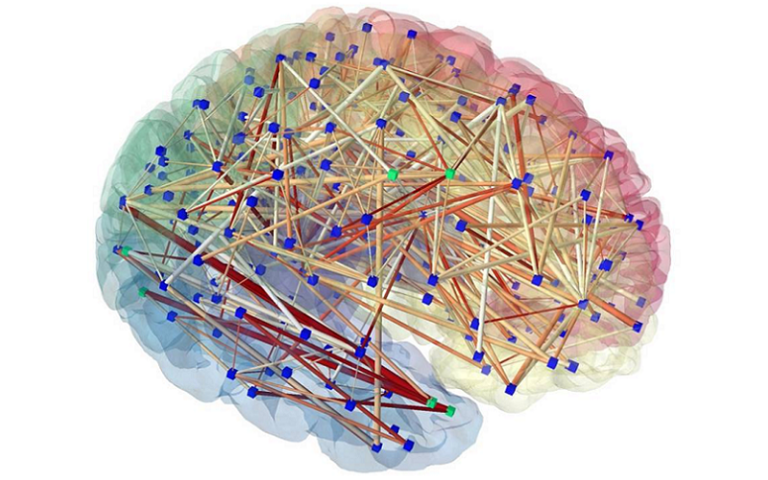 cuneate nucleus sensory processing