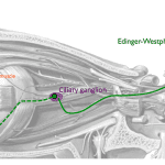 edinger-westphal nucleus functions