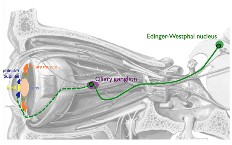 edinger-westphal nucleus functions