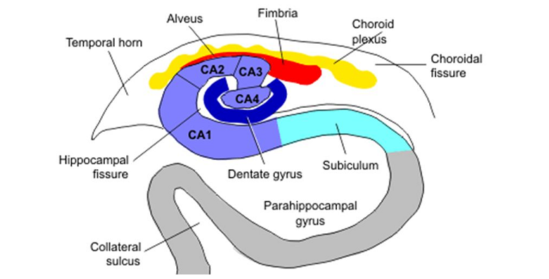 hippocampus layers ca1 ca4