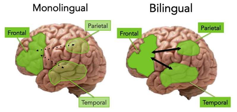 linguistic skills brain health