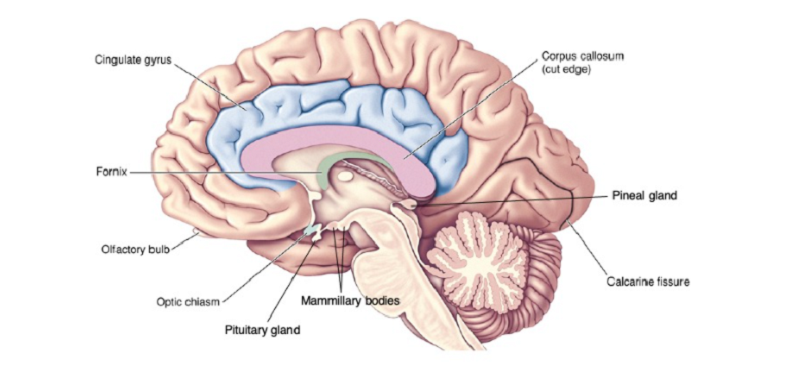 mammillary bodies and memory