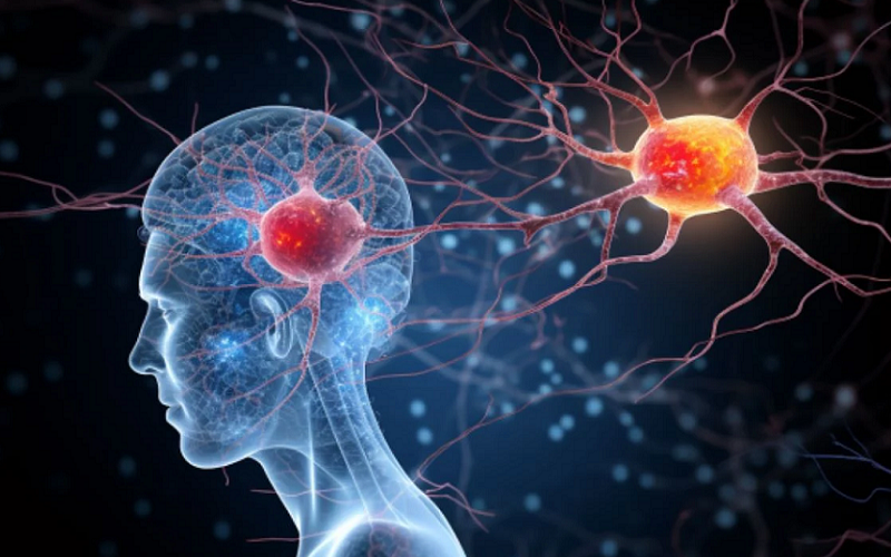 microglia cells guardians brain health