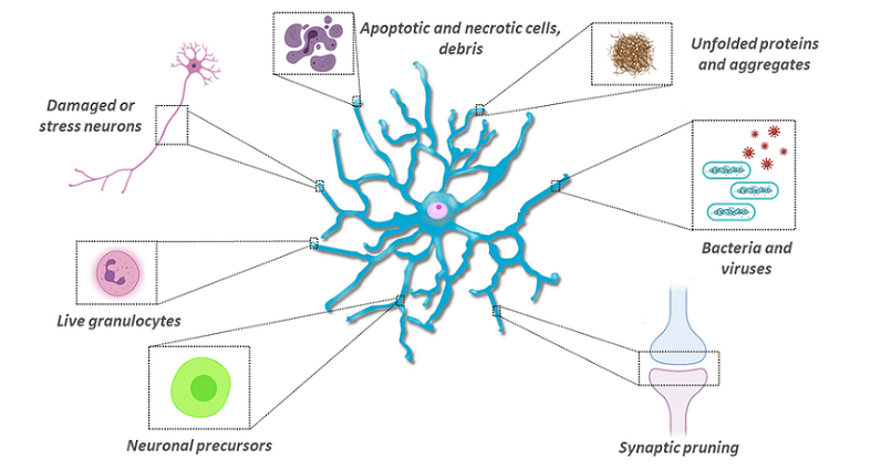 microglia disease and disorders