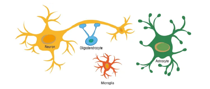 neuroglial roles of neuroglia