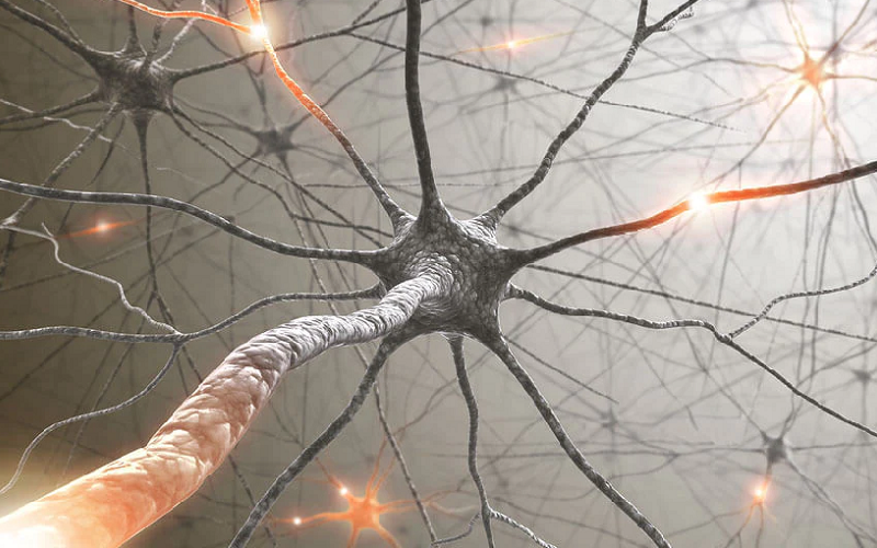 neuropeptides affect brain function