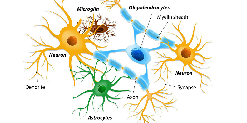 oligodendrocytes disorders