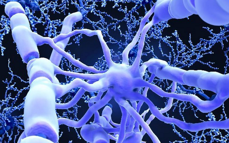 oligodendrocytes neural health myelination