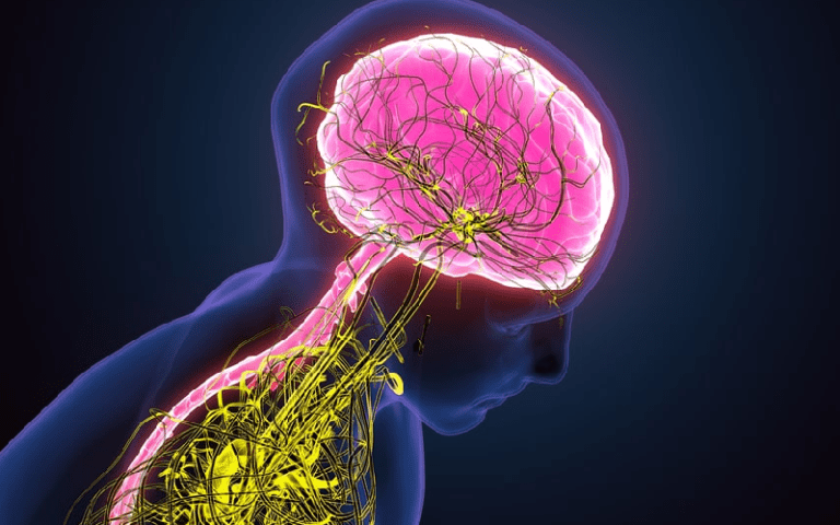 olivary nuclei motor learning coordination