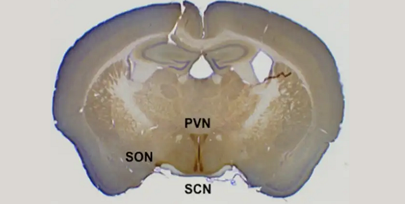 paraventricular nucleus anatomy
