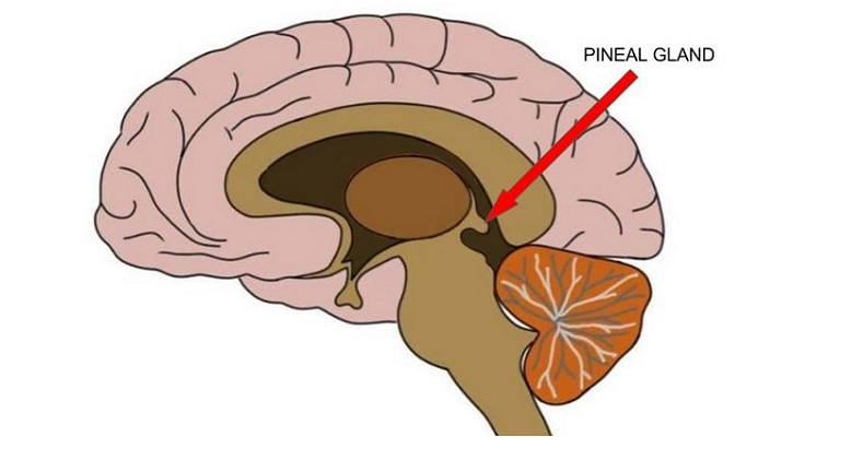 pineal gland health disease