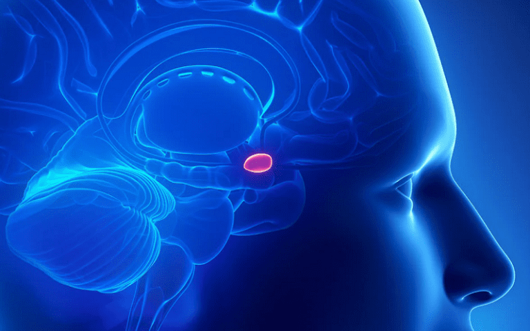 pinealocytes function pineal gland