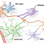 role neuroglia brain function health