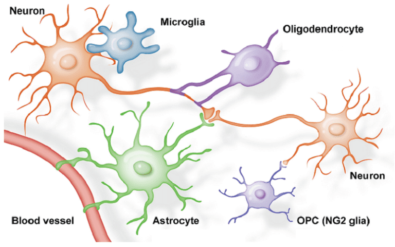 role neuroglia brain function health