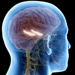 subiculum hippocampal function connectivity