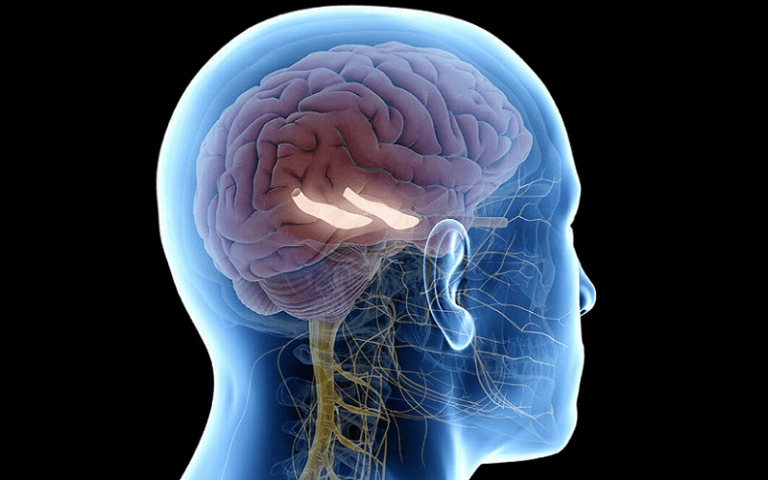 subiculum hippocampal function connectivity