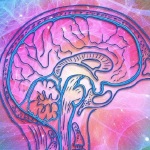 testosterone effects brain neuroplasticity