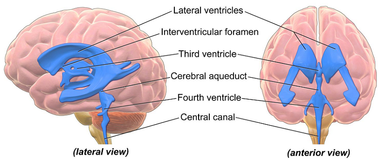 ventricular system diseases