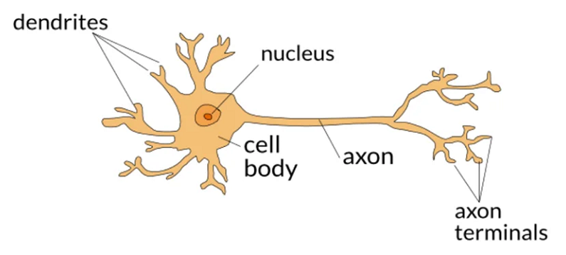 amitosis in neurons
