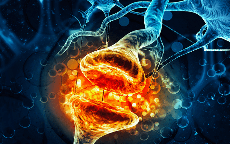 hormone types lipid peptide amino acid