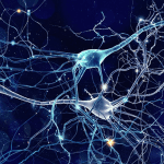 how neuron communication works