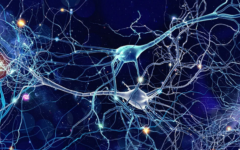 how neuron communication works
