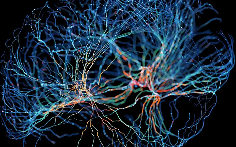neuron reproduction amitotic mitotic