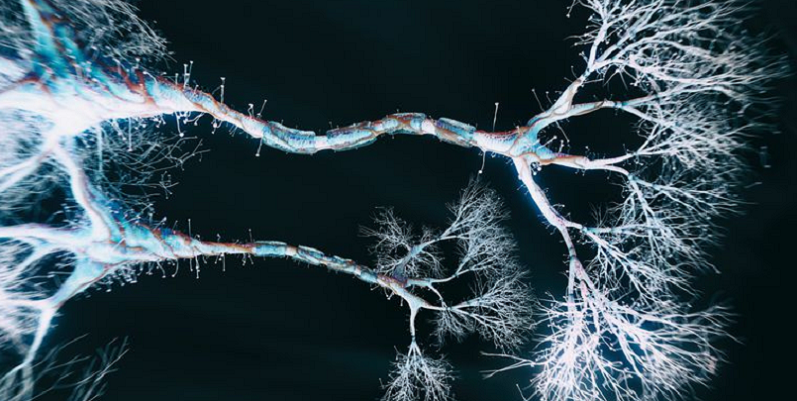 neurons adaptability regeneration