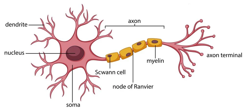neurons as brain cells
