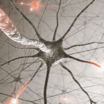 understanding neurons as brain cells